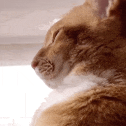 网红猫咪沙雕猫咪敦敦表情包三 网红猫咪沙雕猫咪敦敦表情包三