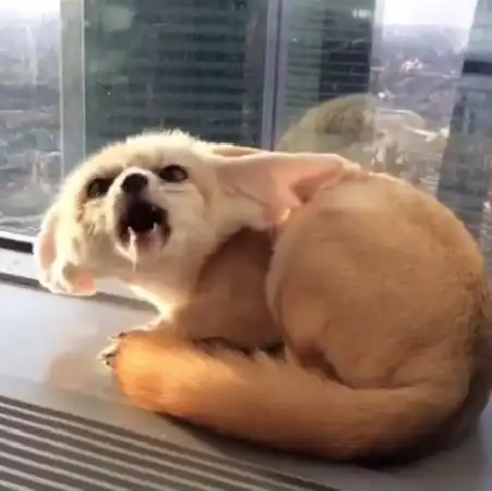  耳廓狐大发起床气,完美示范最萌的暴跳如雷