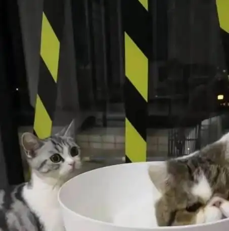  朋友送的加菲猫,照片超可爱,见到它后懵了总感觉它看不惯我