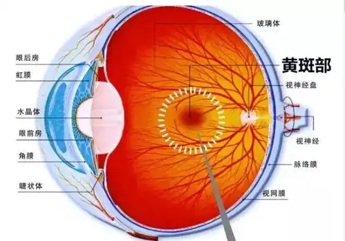  总听别人说黄斑病变,但是你知道什么是眼底黄斑吗