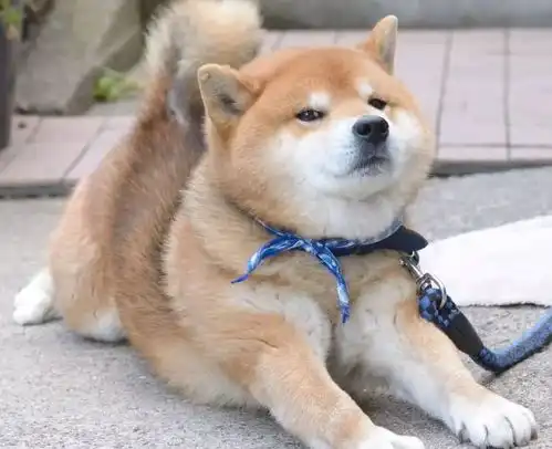  盘点老人养狗的五大好处,快帮父母们挑选一只合适的狗狗吧