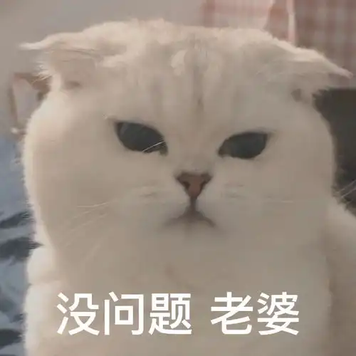  小猫咪版男德经表情包艾特男朋友进来学