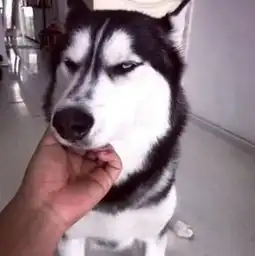  二哈和主人过不下去了,一怒之下签了离婚协议书