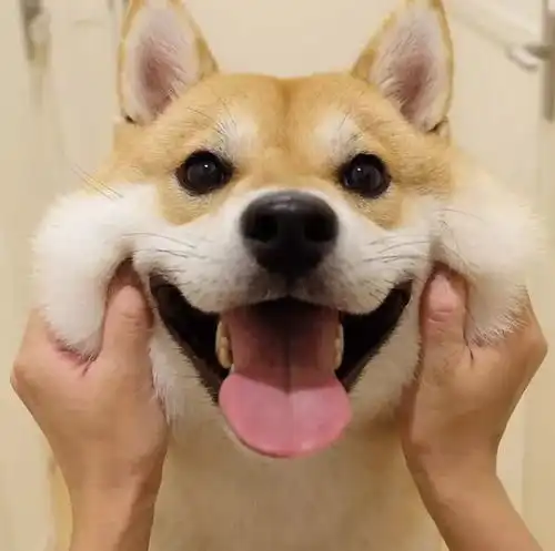 柴犬斜视表情包好狗狗