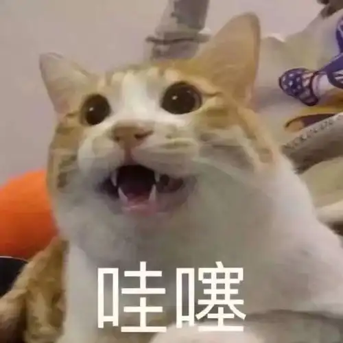  南方的蟑螂你怕了吗