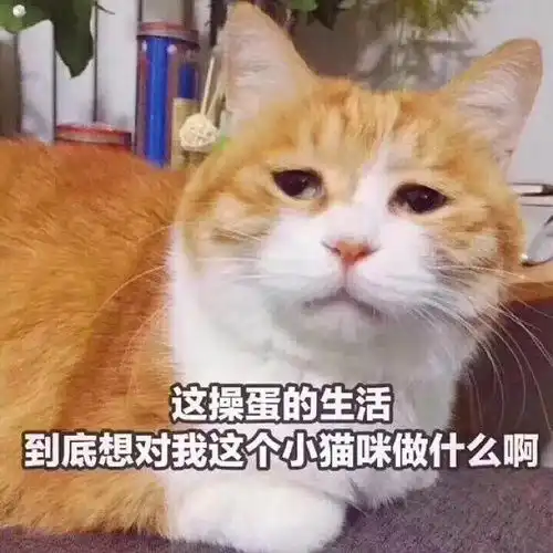 猫咪冲刺表情包疝修补片