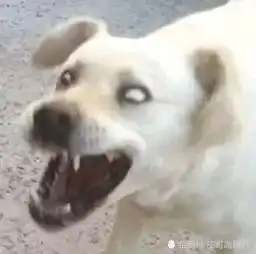 狗狗白眼表情包