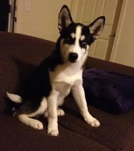  哈士奇绝育后,简直判若两狗,二哈我的蛋蛋呢