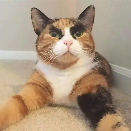 加菲猫表情包小视频韩美