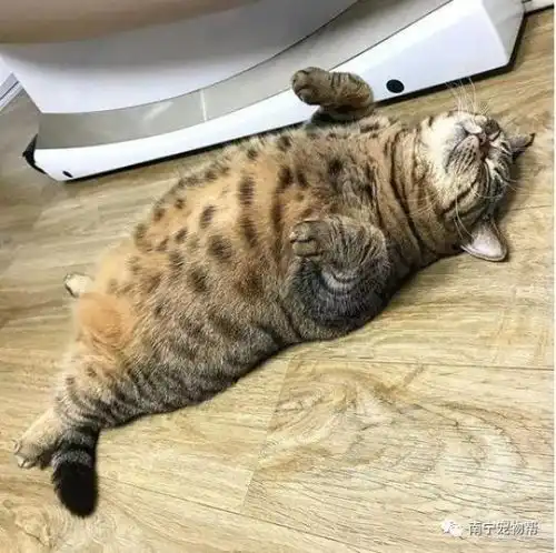  注意不要再让猫咪肥胖下去了,猫咪肥胖居然会带来这么多疾病