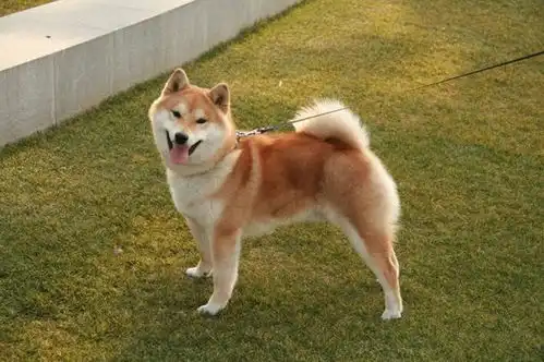  真有那么大差距吗,幼犬和成年犬颜值大对比谁会赢