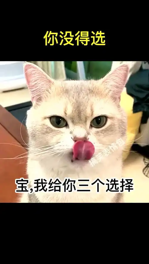  如果是你你选哪个表情包抖音搜猪猪表情包小程序,找到搞笑