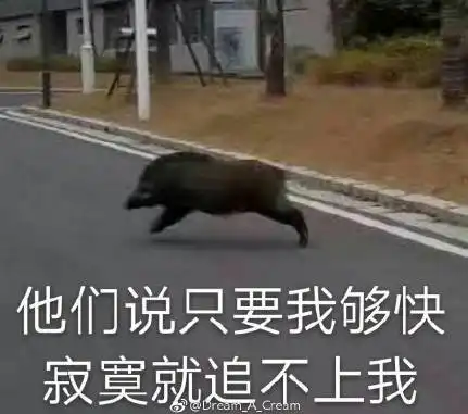  野猪乱窜,南京大学已被网友评为全国最佳生态校园