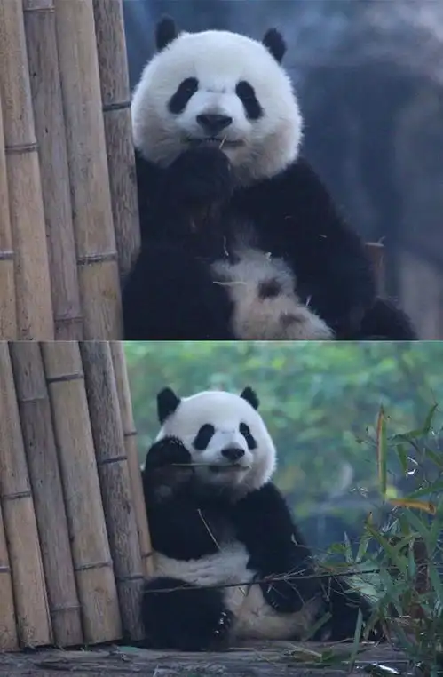 你好中国大熊猫北辰一个小甜包治愈万千心灵 你好中国大熊猫北辰一个小甜包治愈万千心灵