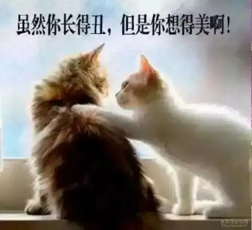 担心表情包猫咪安慰