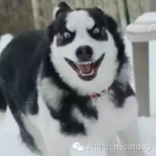 哈士奇表情包动图比特犬