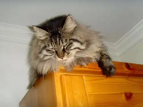  华懋宠物医院公猫求爱梨花母猫,奈何对方不为所动