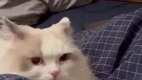 猫咪无意中闻到同伴的屁屁,表情马上变得无比难受而嫌弃 猫咪无意中闻到同伴的屁屁,表情马上变得无比难受而嫌弃