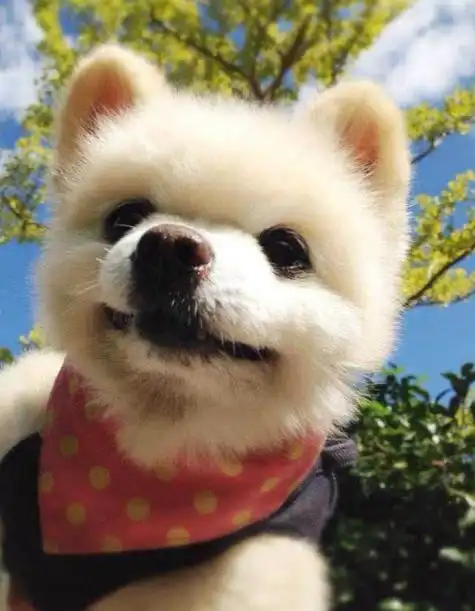  俊介博美犬怎么样