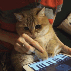  胖猫不减肥,赛过杨贵妃