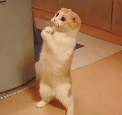  袁姗姗一月拥有马甲线,但你坚持三个月却仍然没有效果