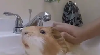  主人用洗手池给荷兰猪洗澡,小家伙全程安静,还开心的露出大门牙