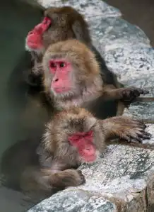  日本猕猴悠然泡温泉打呵欠伸懒腰表情销魂