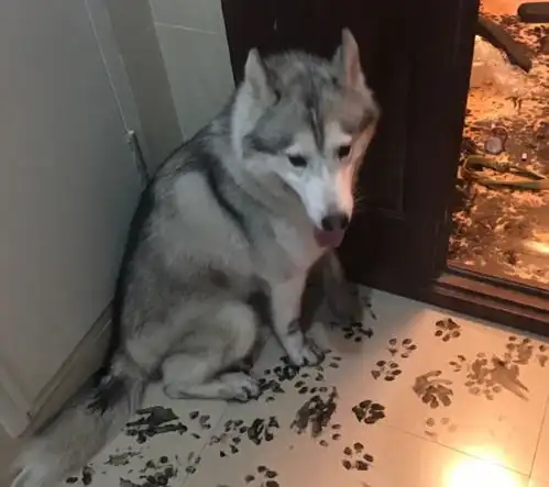  如何分辨你家的二哈血统是否纯正