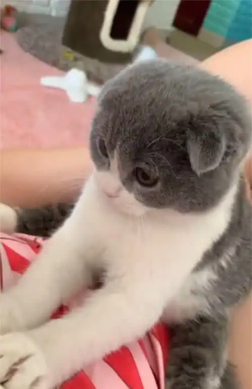  猫咪干完坏事后,转身跑进主人怀里睡觉,拎起后表情让人不淡定了
