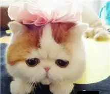 小猫捂头表情包