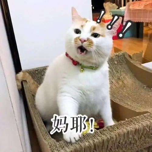 文松最经典表情包