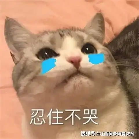 担心表情包猫咪学习