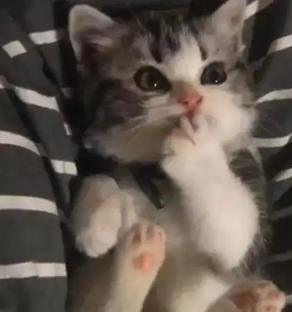  舔你,不只因为爱而已,猫咪舔你,原因可没有那么简单