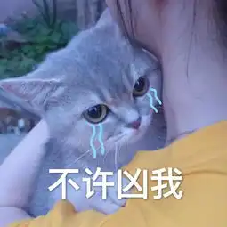  猫咪表情包今晚一起睡吗