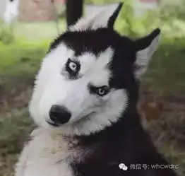  养了二哈,你就拥有了一个强大的表情包保证你每天笑的合不拢嘴