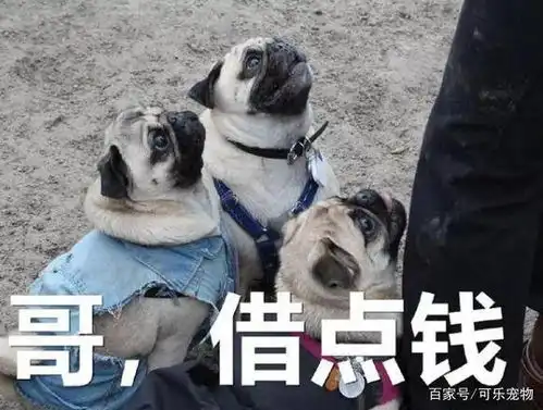  年度最搞笑的狗狗表情包都在这里了,看到这么傻的狗子,你笑了吗