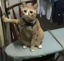  主人回家发现橘猫姿势很奇怪,知道真相后笑喷了