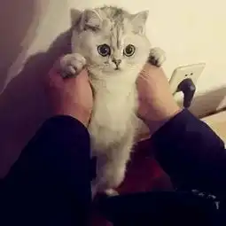  谁有这张图的高清版
