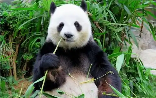  自然界中有哪些看似战五渣,实则战斗力爆表的动物