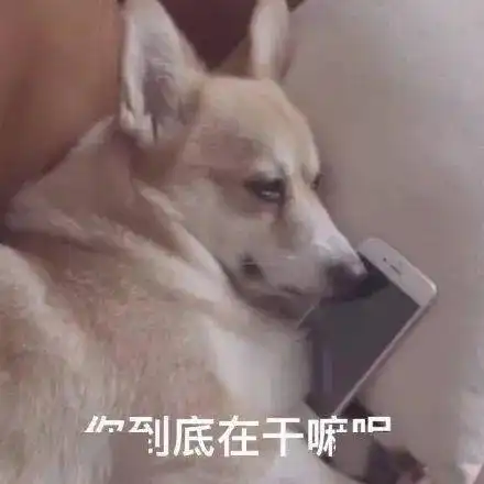  今日份热门表情包