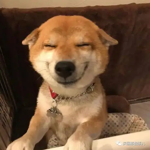  没有什么吸柴犬解决不了的烦恼,如果有,那就多吸几口