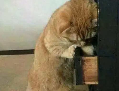  猫咪偷吃鱼干被发现,主人正准备伸手抢,结果让主人哭笑不得