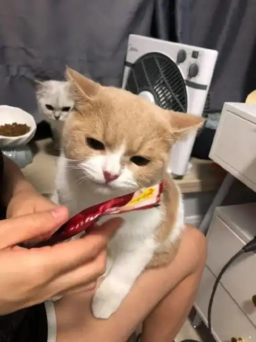 铲屎官开门不小心夹到猫咪,感觉一条营养膏都弥补不了 铲屎官开门不小心夹到猫咪,感觉一条营养膏都弥补不了