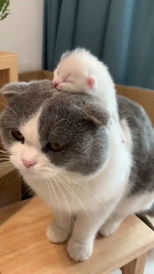  母猫不喜欢小奶猫吗为什么这个表情