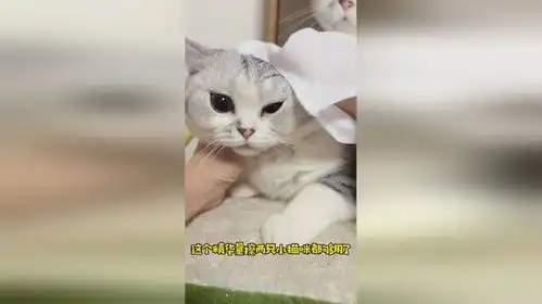  冬天担心小猫咪洗澡会感冒的铲屎官看过来