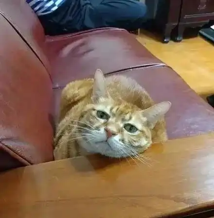  当橘猫为了吃时,真的是什么技能都能学会,什么事情都干得出来