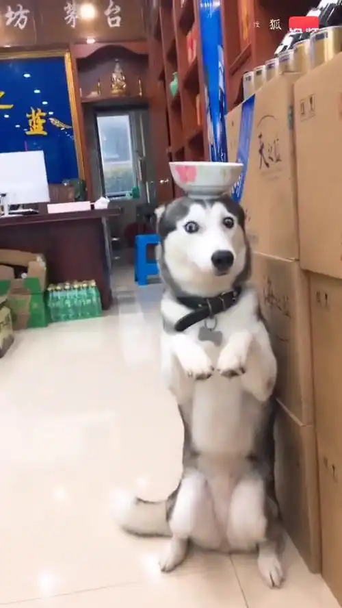  谁要这二哈,还有30斤狗粮一起送,老婆生气了,我也保不了你了