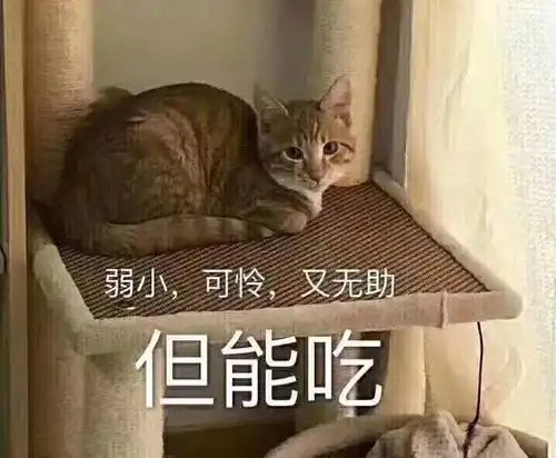 猫沙雕表情包文案