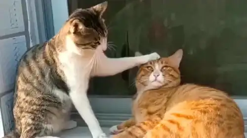  狸花猫摸头就摸头,你怎么还能上手呢,说好的友谊呢友谊的小船说翻就翻