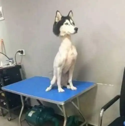  二哈听说剃毛就耍赖,主人用了这个办法,二哈醒来后羞愤欲绝